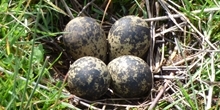 The effect of predator control for lapwing breeding on wet grassland nature reserves