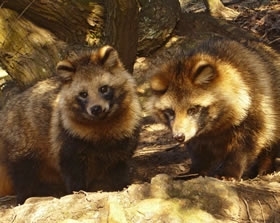 Dog Raccoon