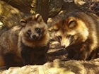 GWCT backs calls to ban the sale of raccoon dogs