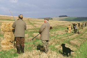 Partridge shooting