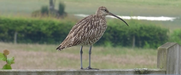 Curlew By AV Cross