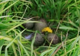 Curlew Eggs