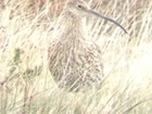 Curlew Country? Guest blog by Amanda Perkins