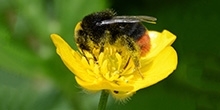 Which flowers are best for wild bees?