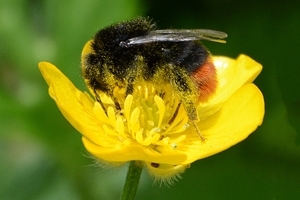 Red-tailed bumblebee on buttercup