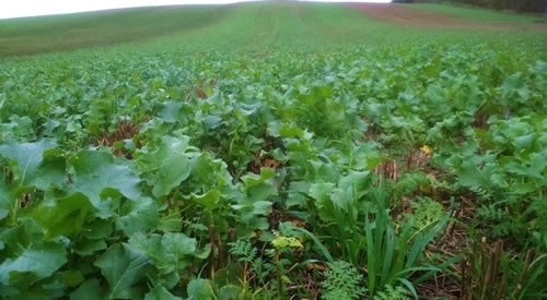 Cover Crops