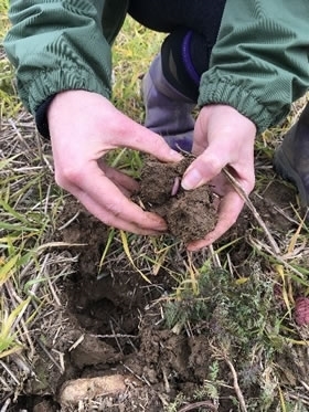 Soil