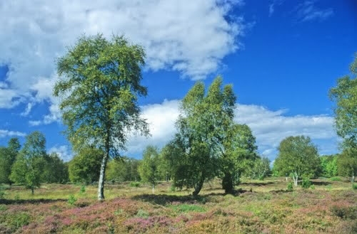 Læsø