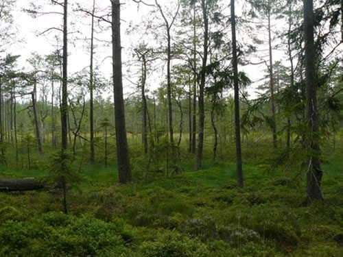 Woods