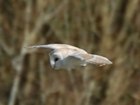 Live nest-cam reveals the secret life of barn owls