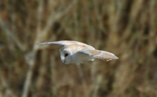 Barn Owl