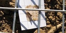 Measuring natural pest management