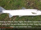 Video: Salmon kelts returning to sea
