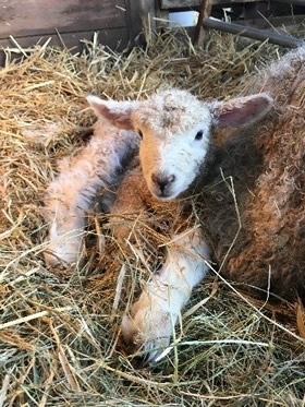Lamb
