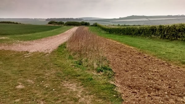 Hedge Hedge