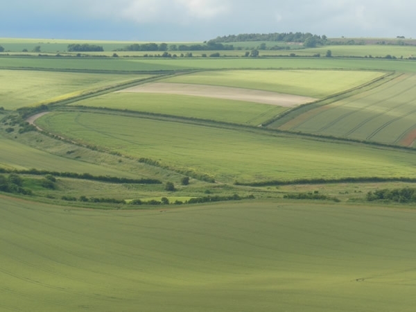 Fields Fields
