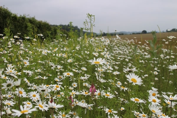 AB8 Flower Margin AB8 Flower Margin