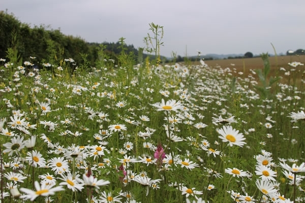 AB8 Flower Margin