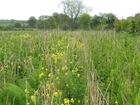 Wild bird seed mixes for wild game