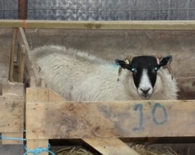 Sheep