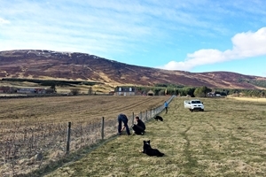Rabbit fencing