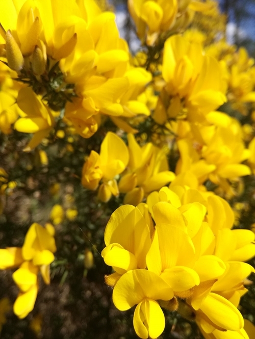 Gorse in flower