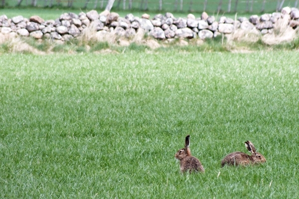 Hares in sunshine Hares in sunshine