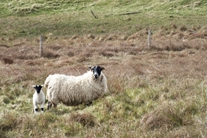 Lamb and ewe Lamb and ewe