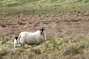 Lamb and ewe