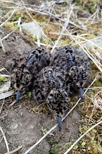 Lapwing chick Lapwing chick
