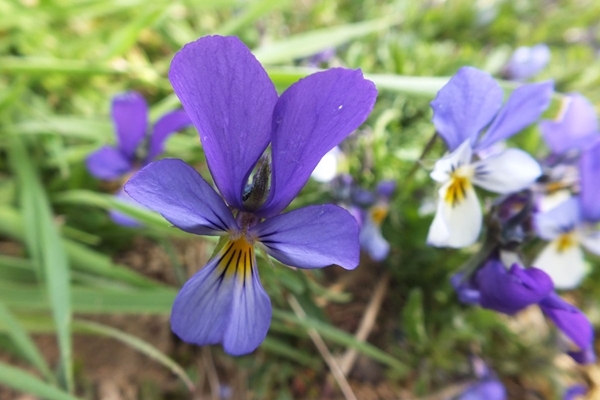 Pansies Pansies