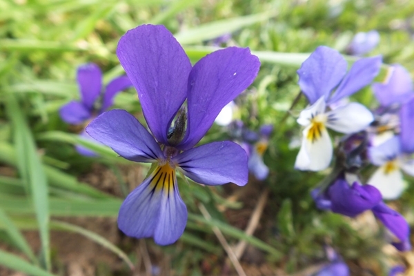 Pansies