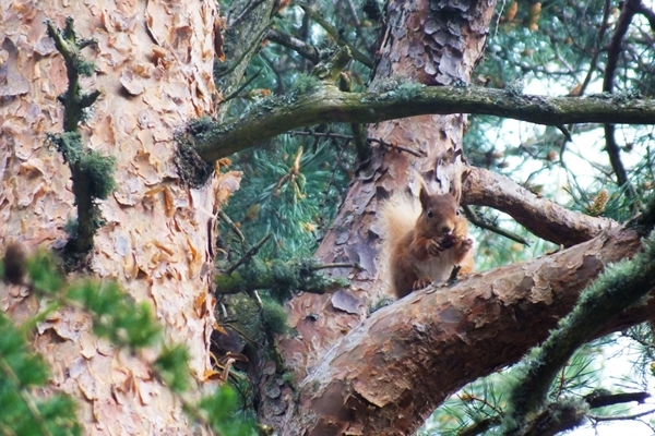 Red squirrel