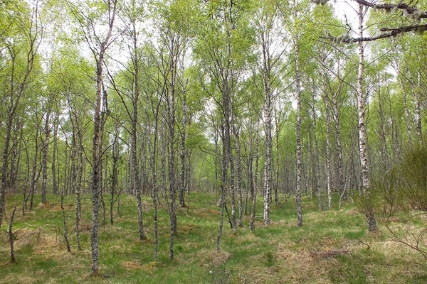 Silver birch forest