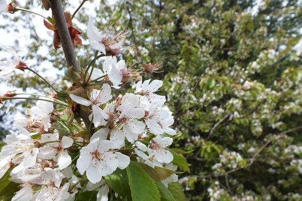 Cherry blossom Cherry blossom