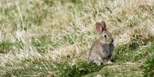 Rabbits
