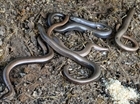New survey to investigate the possible impact of gamebird releasing on local reptile populations