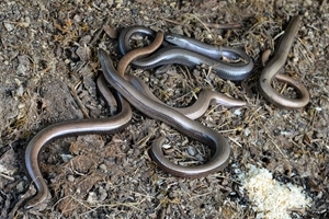 Slow-worms