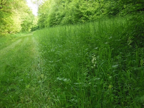 Goleigh Wood Woodland Ride