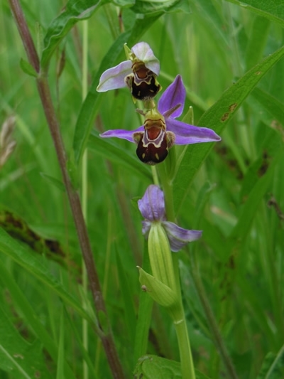 Bee Orchid