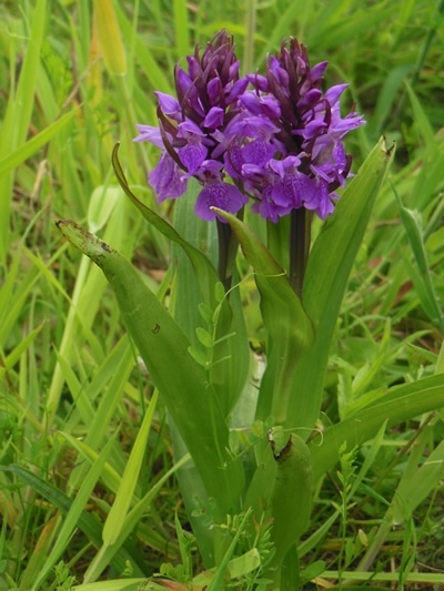 Southern Marsh Orchid