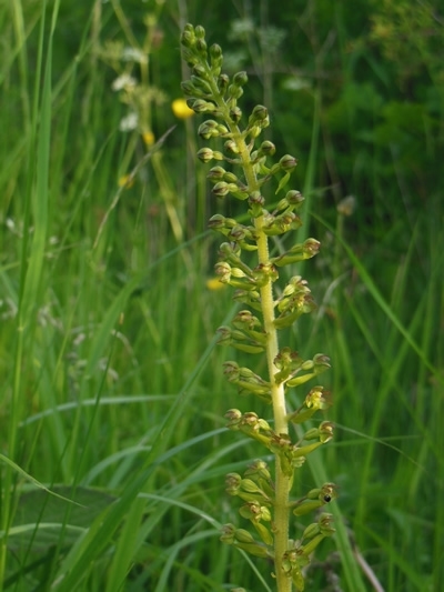 Common Twayblade