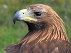 Raptor conservation success should be recognised despite the unacceptable crimes of a few