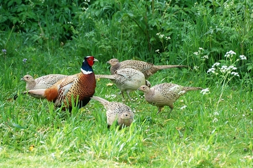 Cock with five hens Cock with five hens