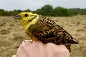 Yellowhammer in hand