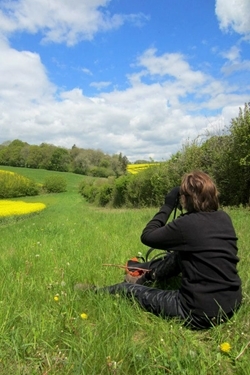 Yellowhammer survey