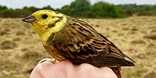 How do yellowhammers use areas planted for conservation management on farmland?
