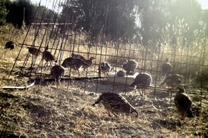 Redlegs in Spain