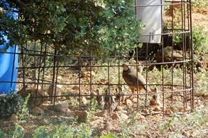 Redlegs around feeder