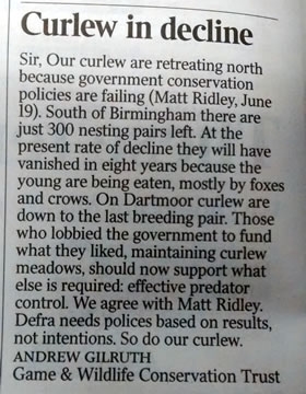 Curlew Letter